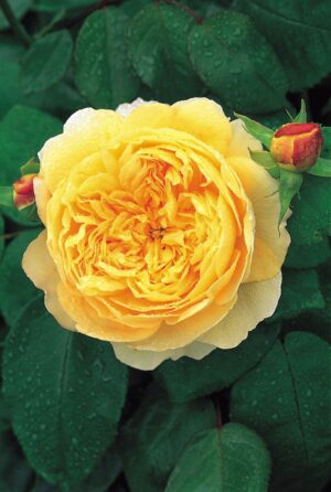Rosa Charles Darwin®