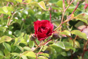 Rosa Crimson Siluetta®