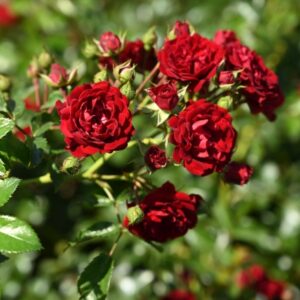 Rosa Crimson Siluetta®