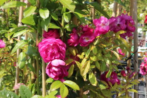 Rosa Perfumy Siluetta®