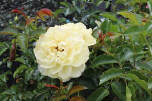 Rosa Solero®