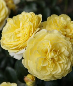 Rosa Solero®