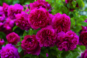 Rosa Thomas à Becket®