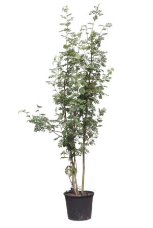 Sorbus aucuparia