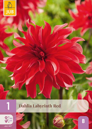 Dahlia Labyrinth Red