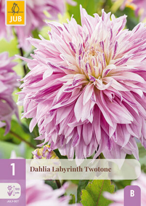 Dahlia Labyrinth Twotone