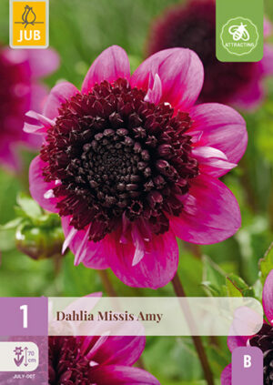 Dahlia Missis Amy