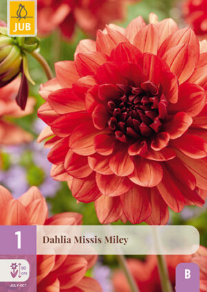 Dahlia Missis Miley