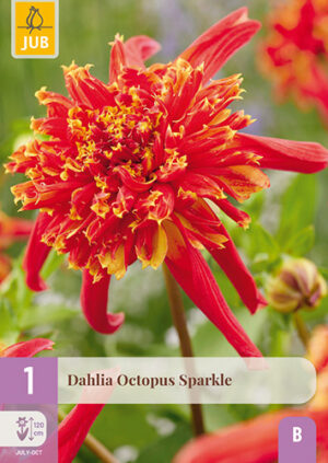 Dahlia Octopus Sparkle