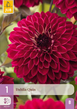 Dahlia Quin