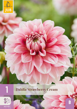 Dahlia Strawberry Cream