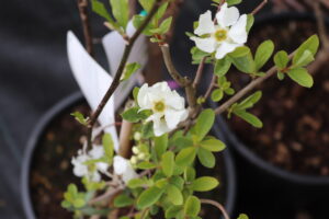 Exochorda racemosa Niagara