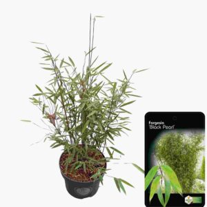 Fargesia nitida Black Pearl