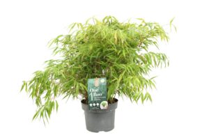 Fargesia robusta Formidable