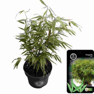 Fargesia robusta Formidable