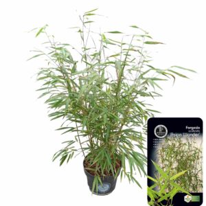 Fargesia scabrida Asian Wonder