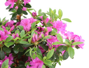 Rhododendron japonica Geisha Purple