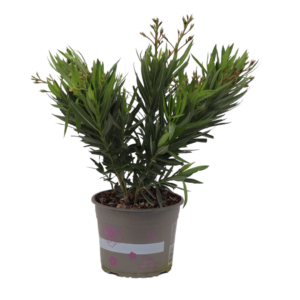 Nerium Oleander in diverse kleuren
