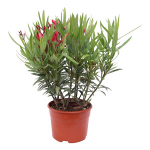 Nerium Oleander in diverse kleuren