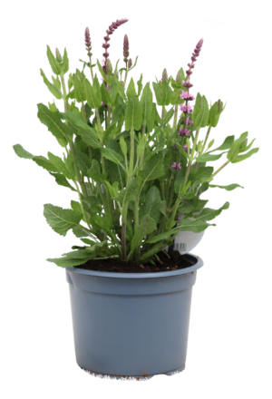 Salvia nemorosa Sensation Deep Rose