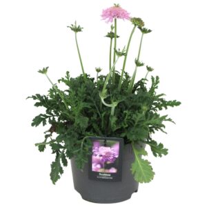 Scabiosa columbaria Flutter Rose Pink