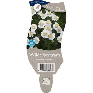 Achillea ptarmica