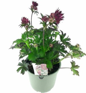 Astrantia major Florence