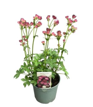 Astrantia major Roma
