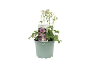 Astrantia major Florence