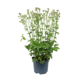 Astrantia major Florence