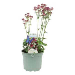 Astrantia major Roma
