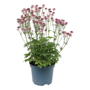 Astrantia major Roma