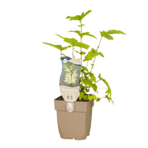 Filipendula ulmaria