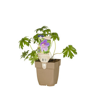 Geranium pratense