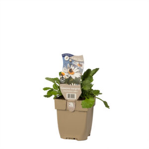Leucanthemum vulgare