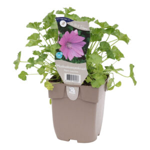 Malva moschata