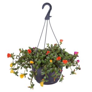 Portulaca Carnaval