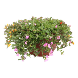 Portulaca Carnaval