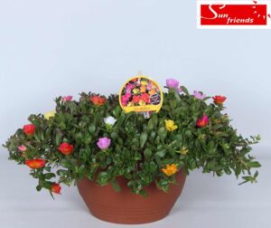 Portulaca Carnaval