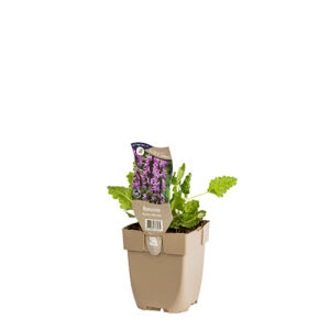 Stachys officinalis