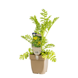 Tanacetum vulgare