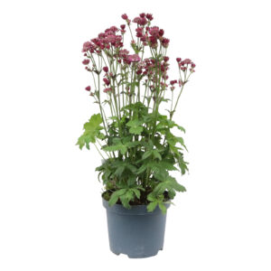 Astrantia major Cerise Button