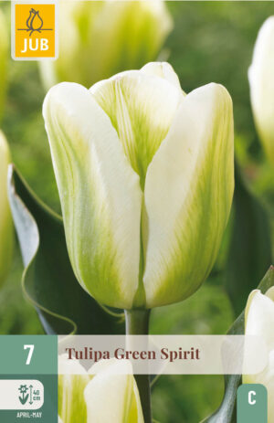 Tulipa Green Spirit