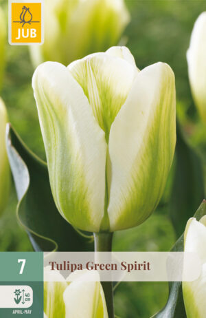 Tulipa Green Spirit
