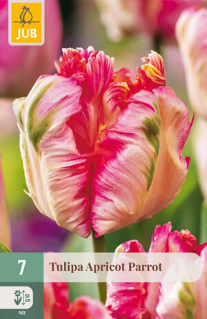 Tulipa Apricot Parrot