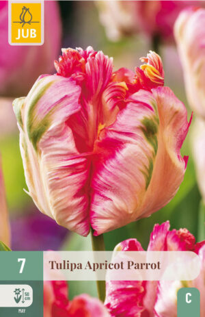 Tulipa Apricot Parrot