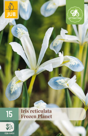 Iris reticulata Frozen Planet