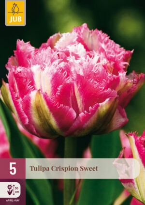Tulipa Crispion Sweet
