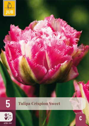 Tulipa Crispion Sweet