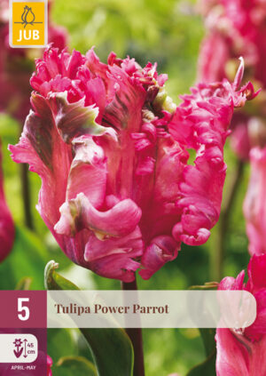 Tulipa Power Parrot